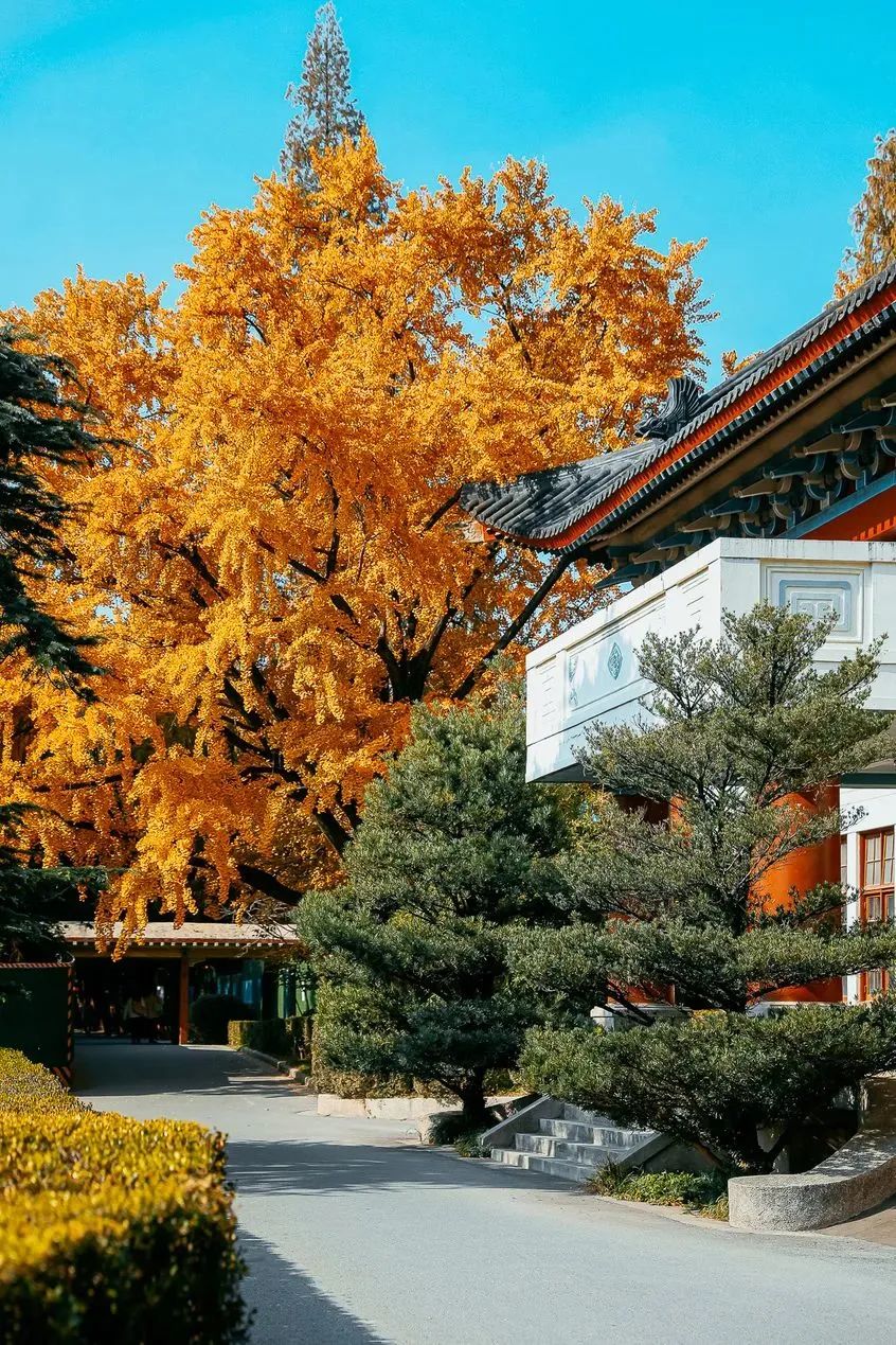 南京的法国梧桐秋天图片,南京法国梧桐秋天