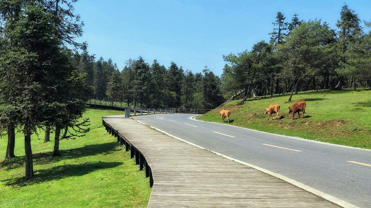 重庆武隆仙女山冬天自驾旅游攻略,仙女山游客中心到仙女山大草原