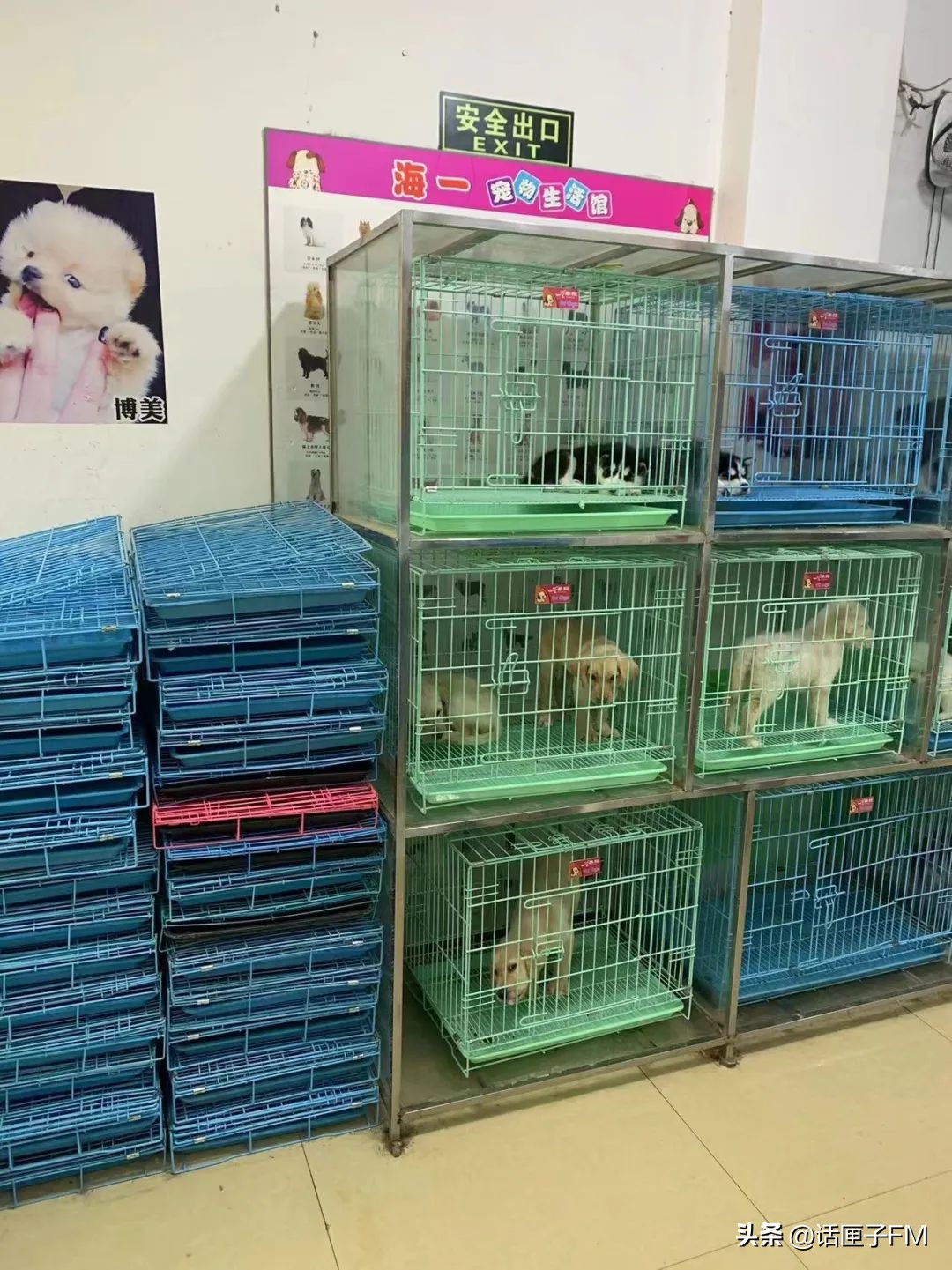 宠物狗销售陷阱,宠物销售内幕