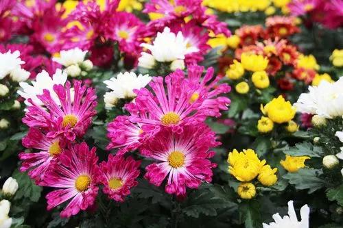 菊残犹傲霜枝的下一句,菊残犹有傲霜枝上一句