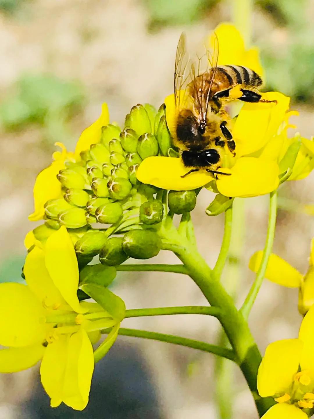 原创|重温网课时光:停课不停学,网课初体验(学生优秀习作)