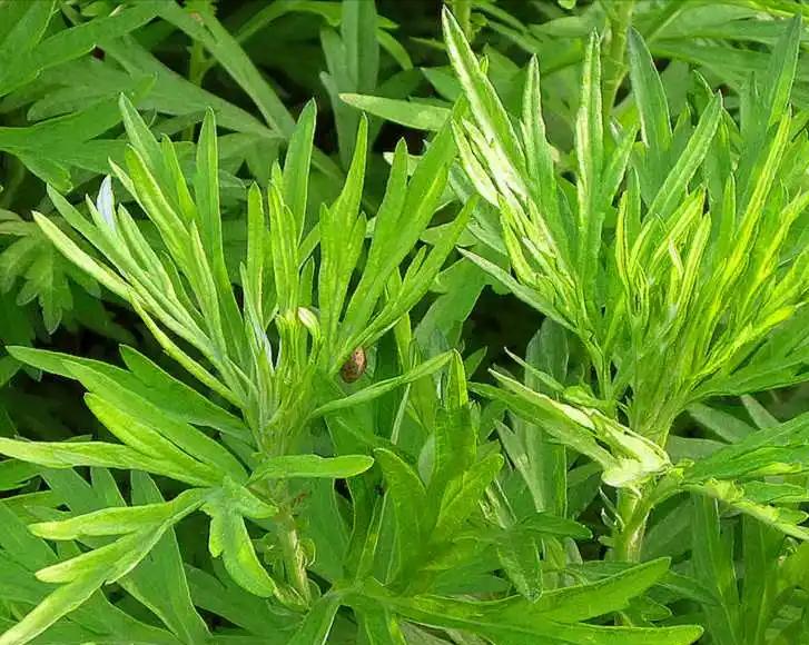 火葬场抬尸禁忌故事,土葬火葬场烧尸民间故事