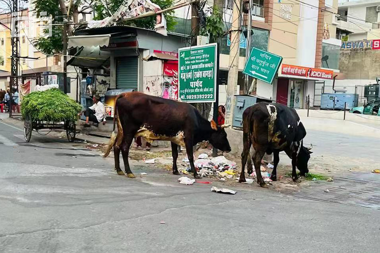 我，印度人，12岁被拉去结婚，16岁打工，靠会中文支撑起全家生活