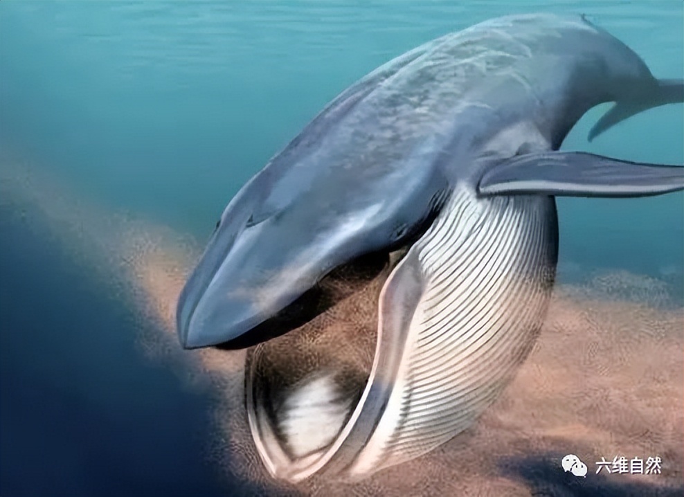 座头鲸张开大嘴捕食,鲸鱼吃巨鲸