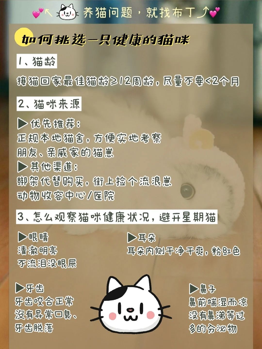 新手养猫选择哪个品种猫,养猫新手选哪一种猫便宜性格好