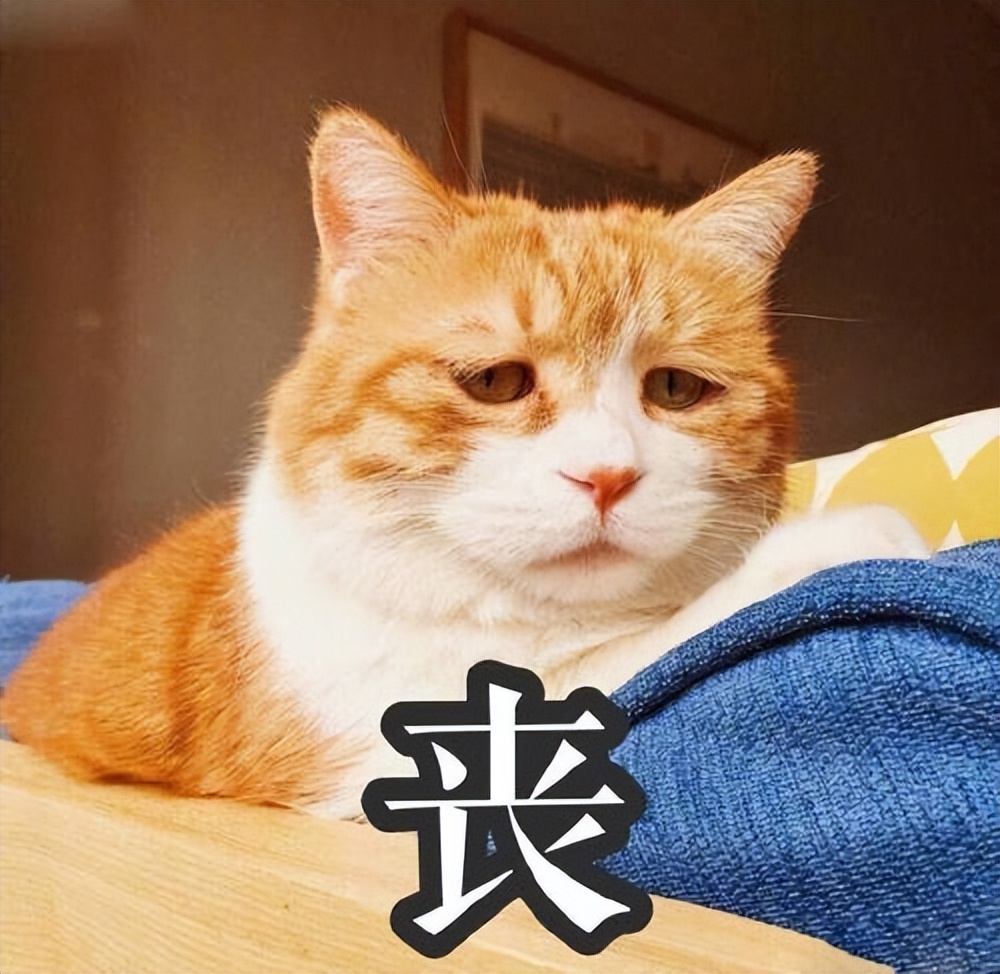 上海当程序员的感受,程序员在成都发展前景