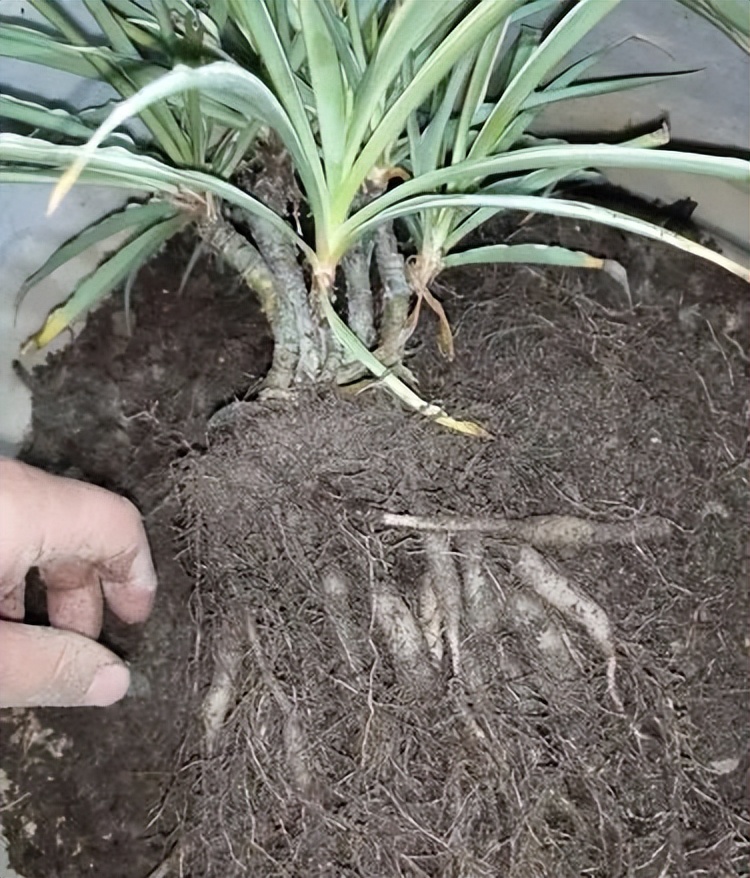 吊兰养活,普通吊兰怎么养才能更旺盛