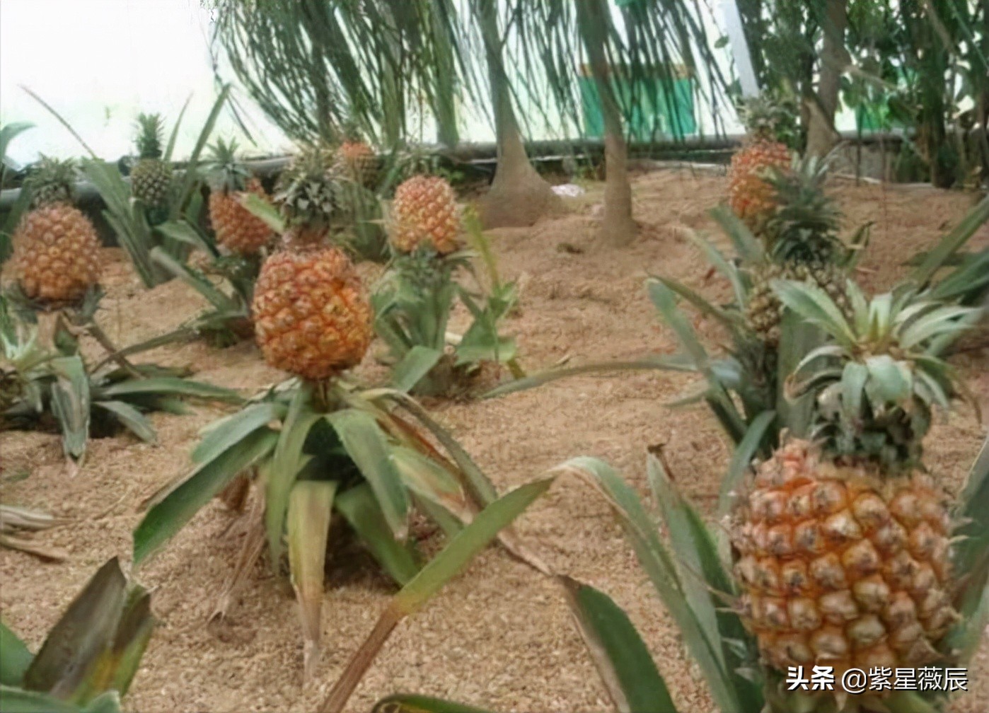 古巴是南美唯一社会主义国家吗,古巴的现状及人民生活现状