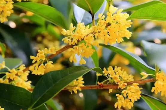 庭院的大门前种什么花树比较好,适合庭院的低矮四季常青的花树