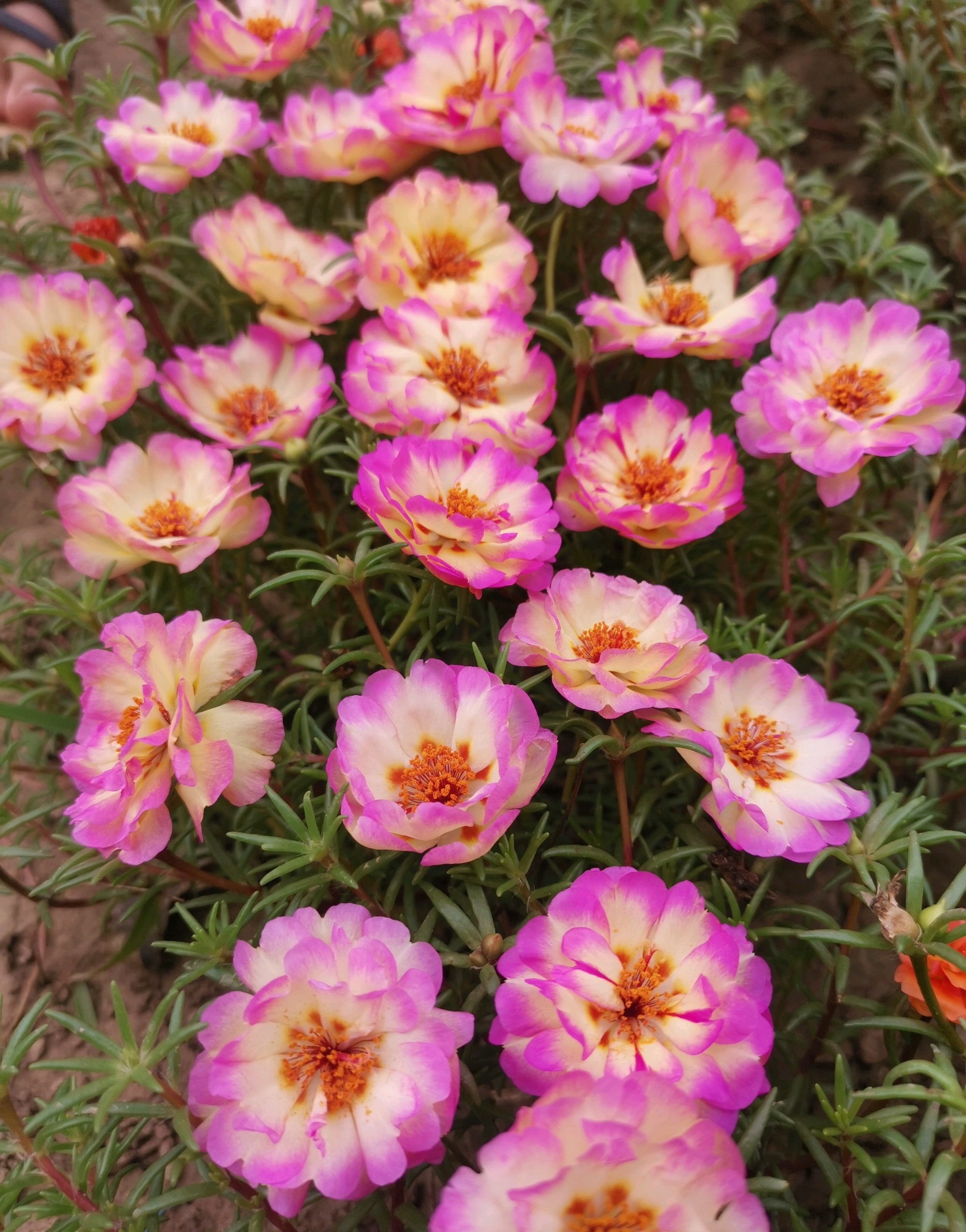 四季开花室内好养的植物太阳花,夏天花期长又好养的花太阳花