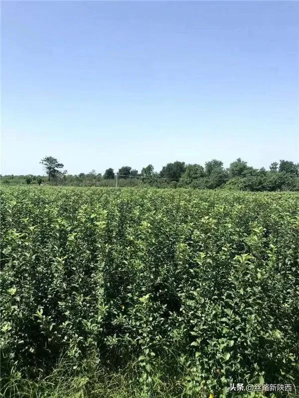 礼泉县到眉县有多少公里,陕西礼泉苹果发展历程