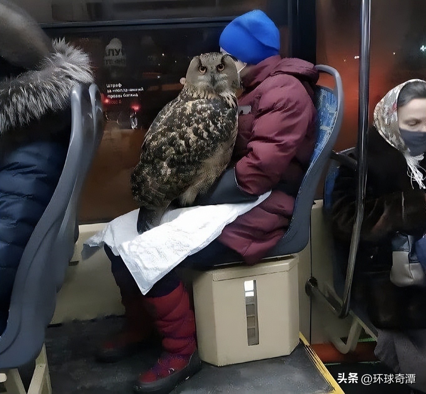 自然界中的庞然大物,自然界奇形怪状的东西