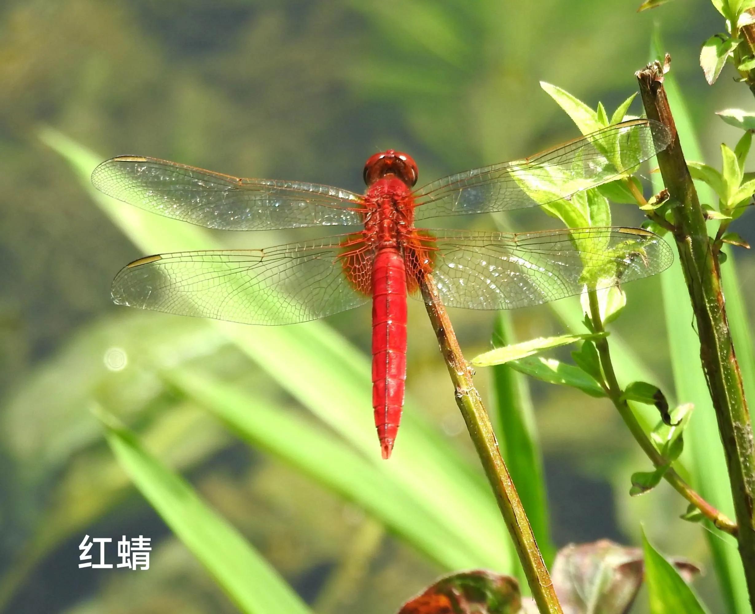 豆娘和蜻蜓是一个物种吗,蜻蜓和豆娘生长过程一样吗