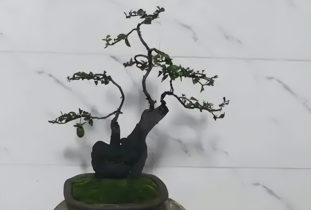 金弹子分公母，公有果母无果？5条解析告诉你