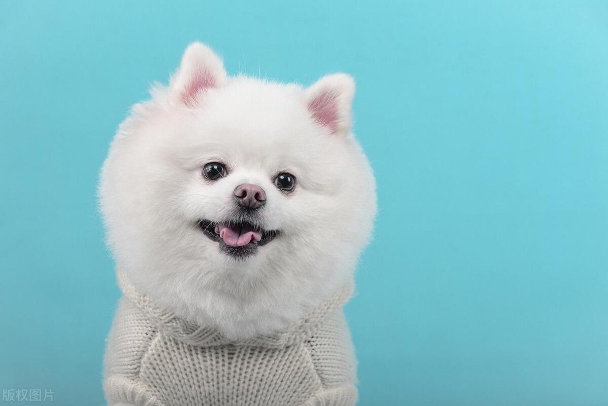 适合女生养的狗防身,最适合女生养的狗排名