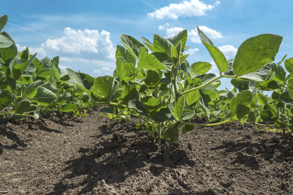 大豆用什么拌种能高产抗病,大豆根腐病特效药