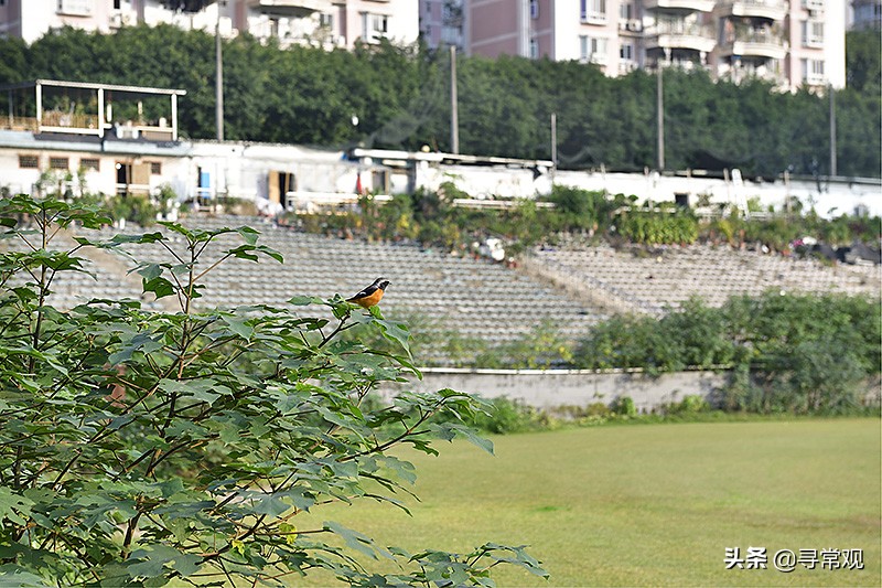 亚洲杯已出局的球队,有哪些足球俱乐部解散了
