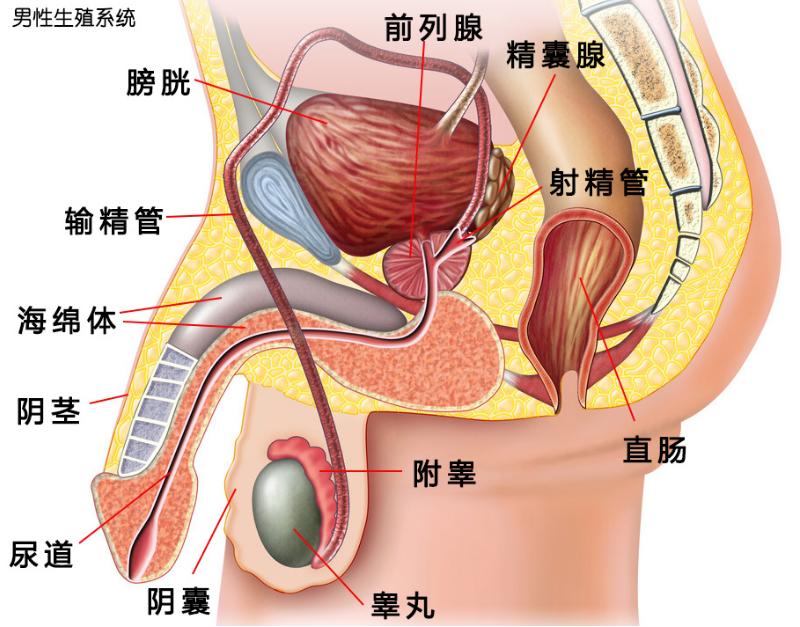 夫妻生活过程中，男人尿尿和射精会同时发生吗？医生为你解答
