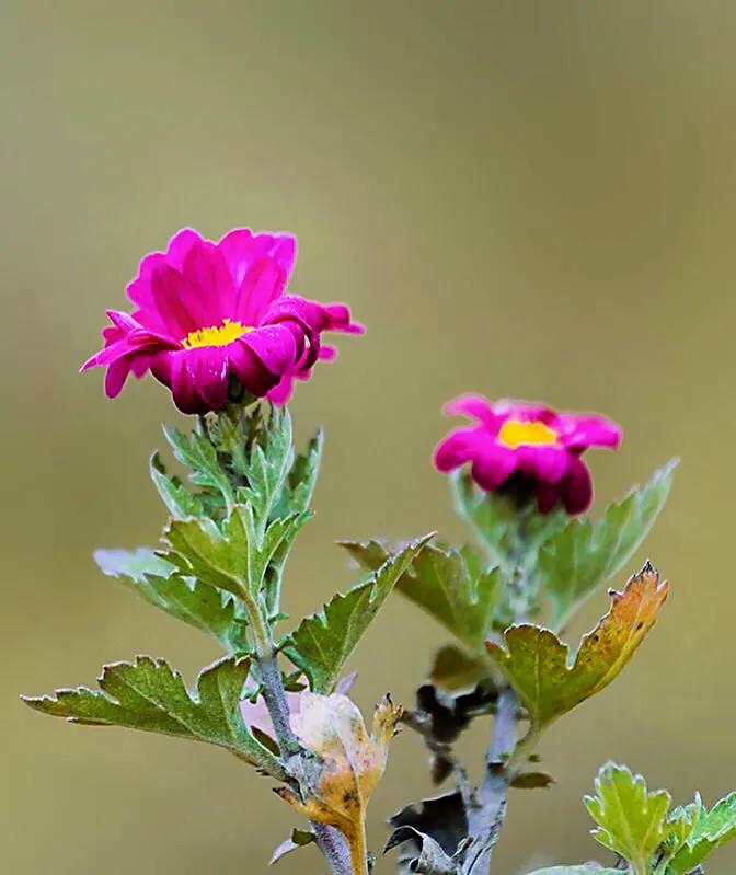 冷冬寒菊,冬菊与夏菊的区别