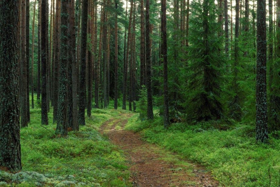 木材交易,为何能成为中世纪英国与波罗的海之间的枢纽?