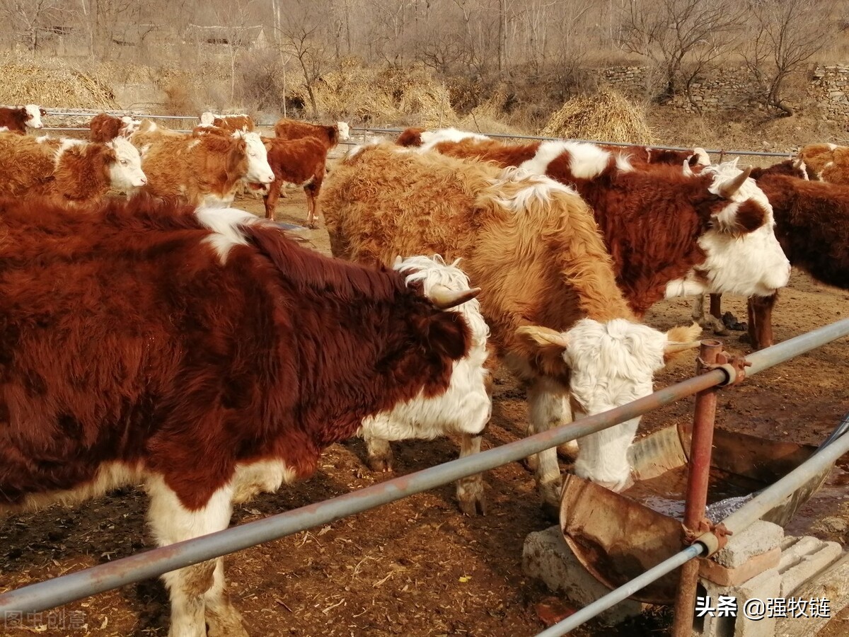 买牛的正确方法和技巧,买牛的套路和方法