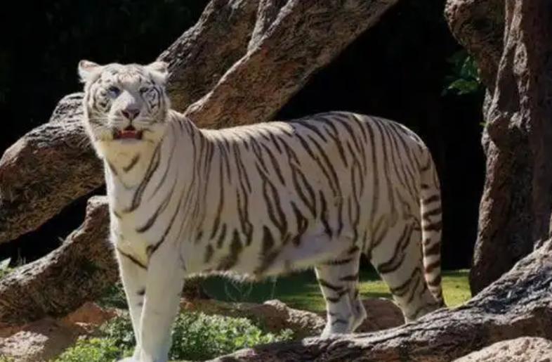 湖南奇人贺业武：一生杀死305只老虎，到死也不透露秘药配方