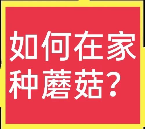 怎么在家用小材料种蘑菇,在家种蘑菇养蘑菇真有趣
