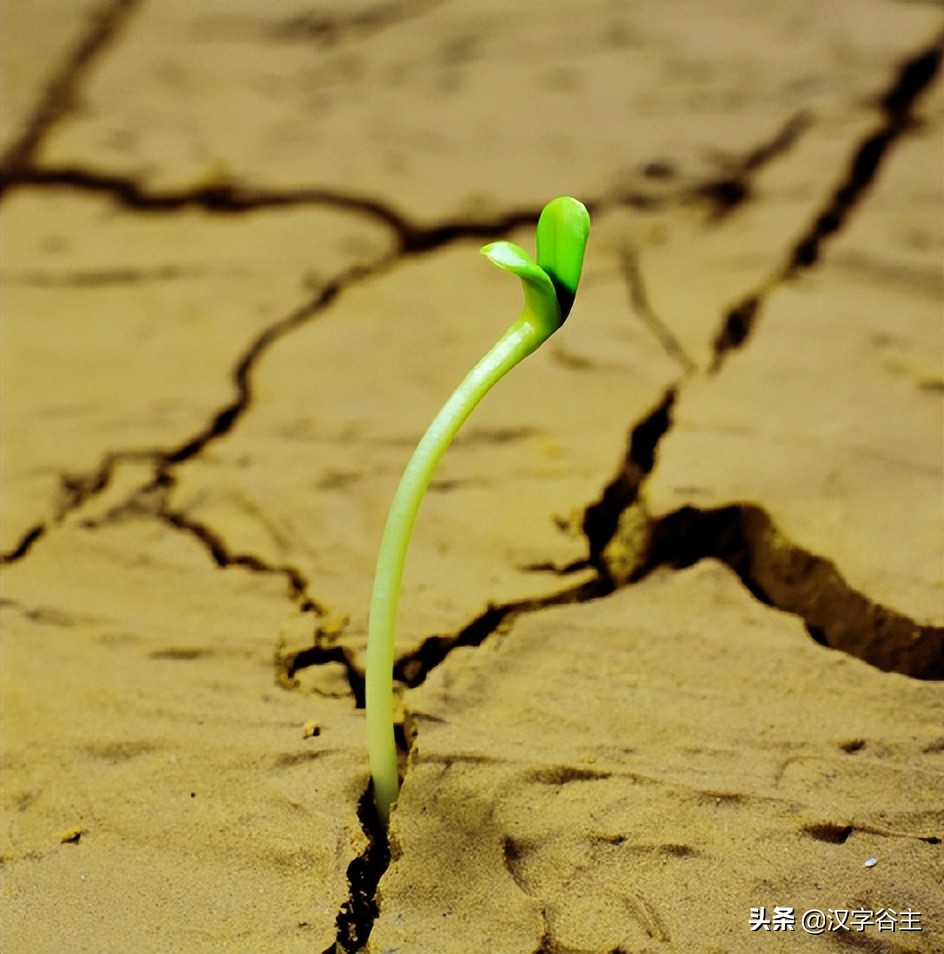 姹夊瓧妞嶇墿,鑽夋湪姹夊瓧