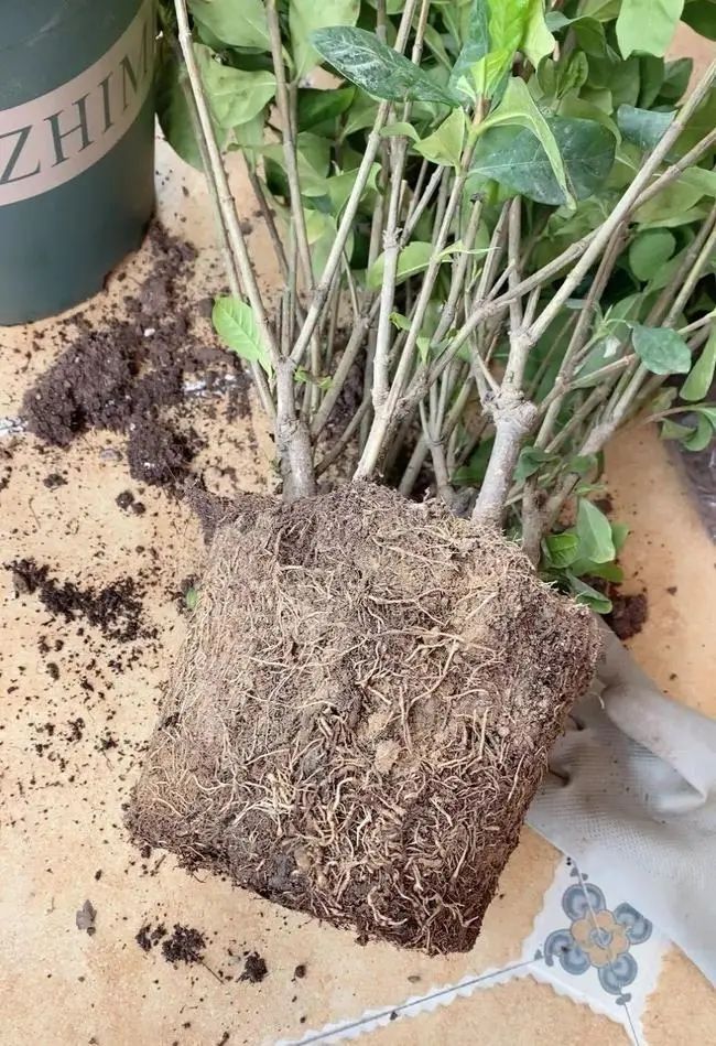 最近直播卖花的怎么那么多,直播间现直播卖花