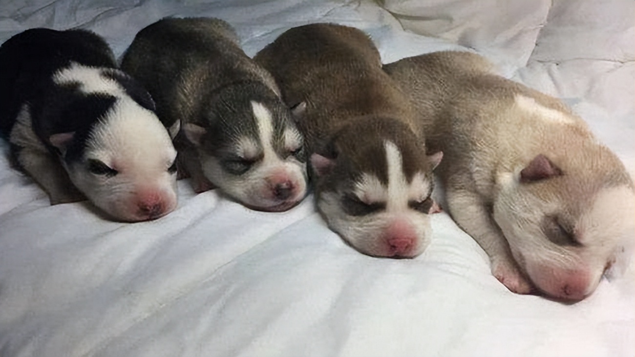 刚出生的小狗怎么喂养才能活下来,刚出生的小兔人工喂养的注意事项