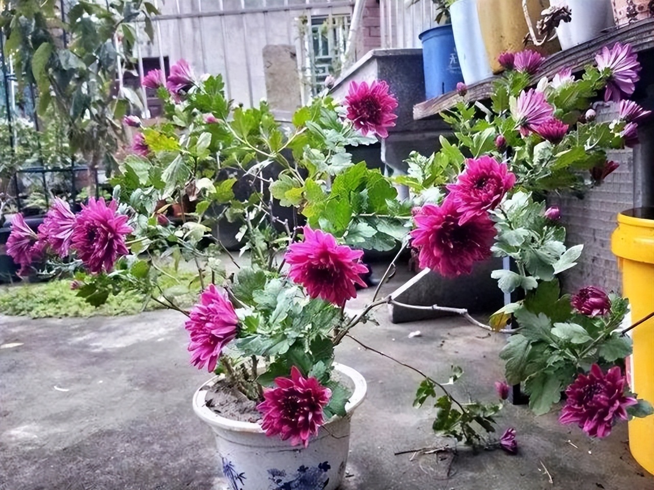 楼顶露台养花夏季怎么养,顶楼露台养花最佳方案