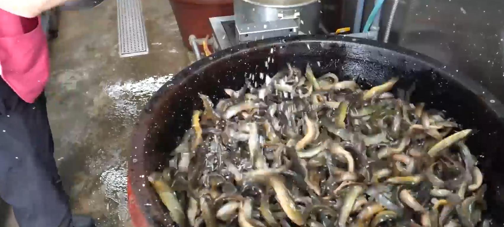 韩国大补汤泥鳅,韩国正宗泥鳅汤