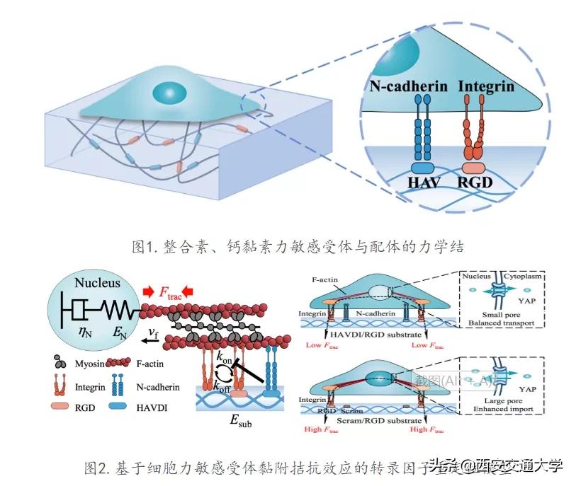 科研实力+1！看交大医学力量