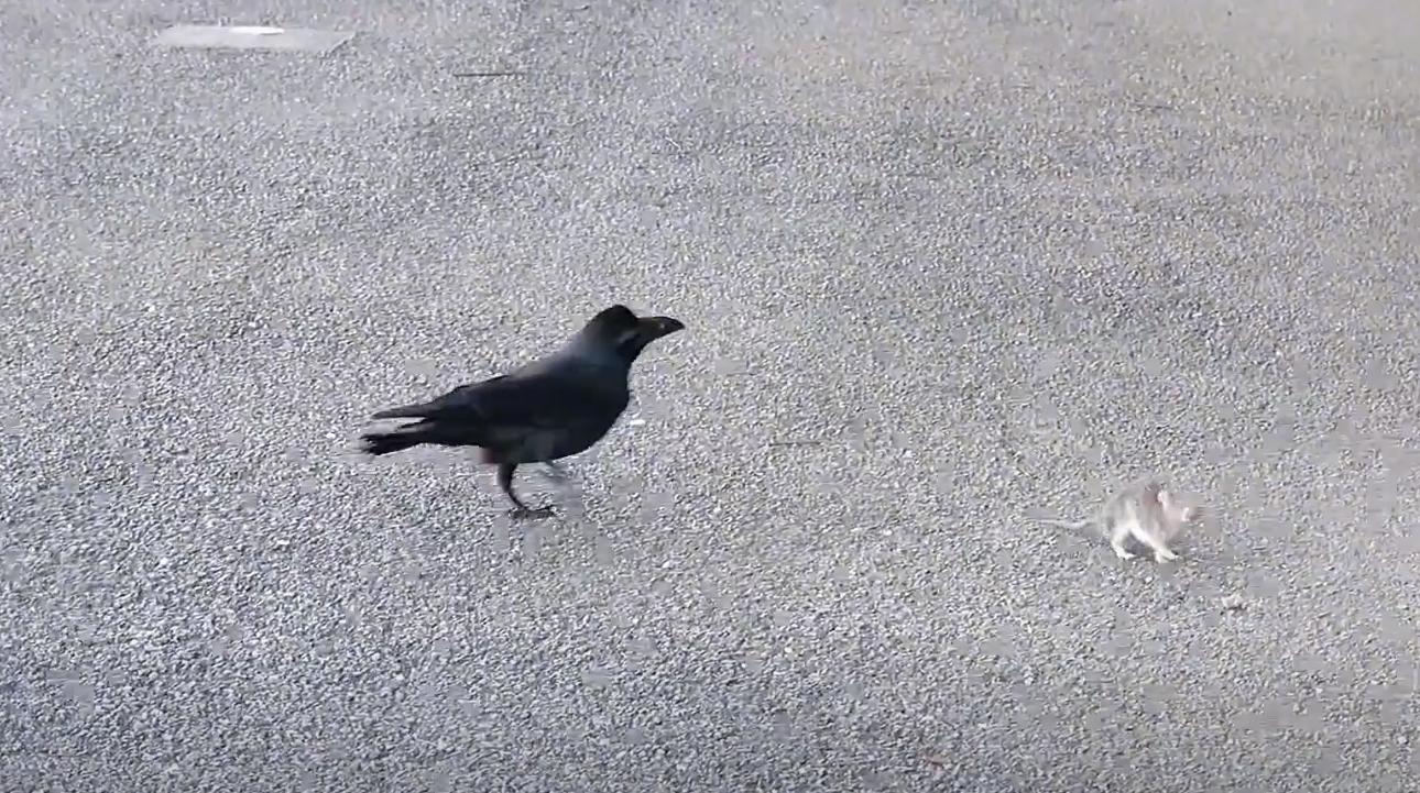 螳螂大战100只世界上最弱的蚂蚁,七大食肉动物大战大象和犀牛