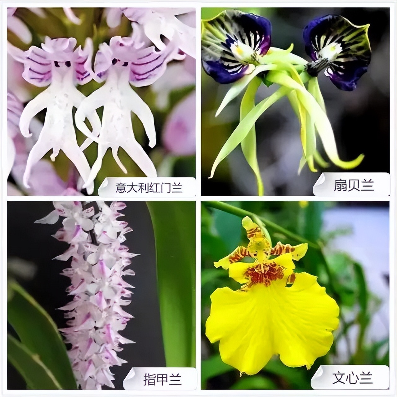 常见兰花品种图片名称及介绍大全,各种兰花品种名称及图片大全
