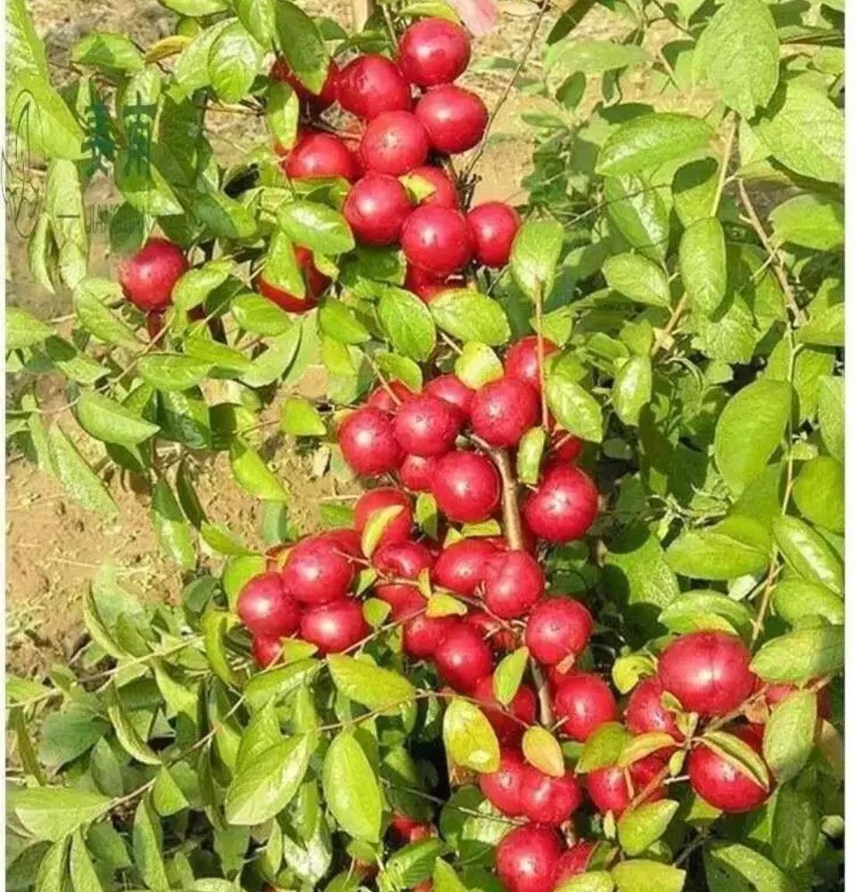 亩产收益2000元以上的农作物,亩产5000斤亩收入10万块