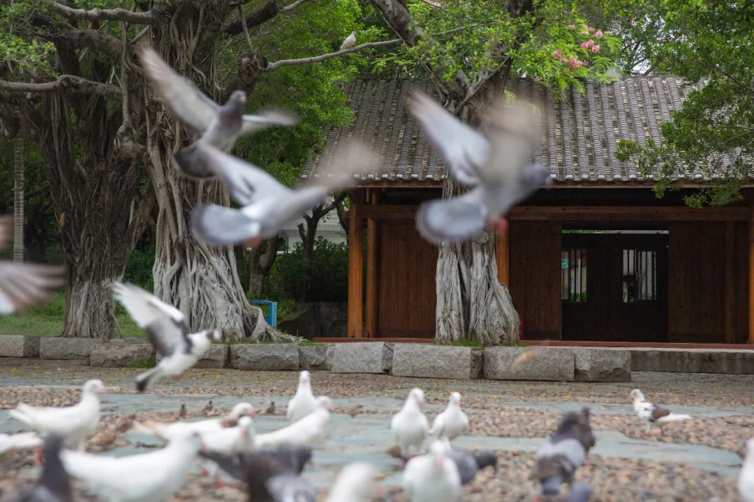 来厦门旅游订不到酒店,去厦门玩住不住鼓浪屿