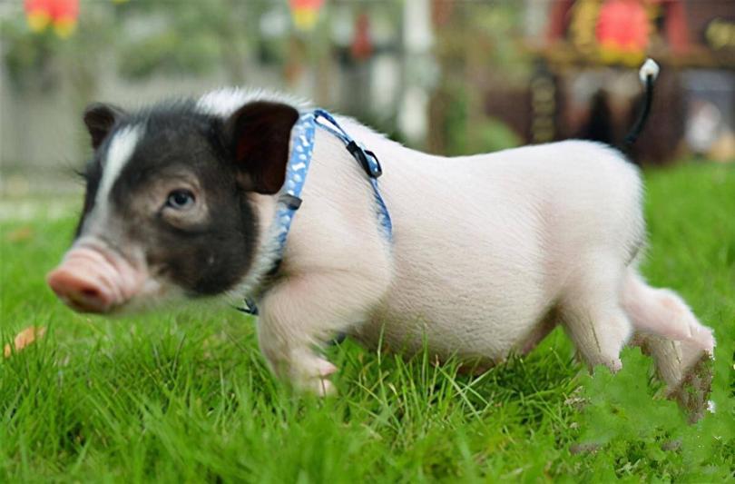 巴马香猪现状如何,巴马香猪现状