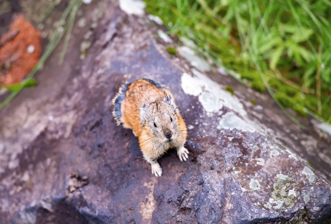 兔圆圆亮相视频,兔圆圆高清图片