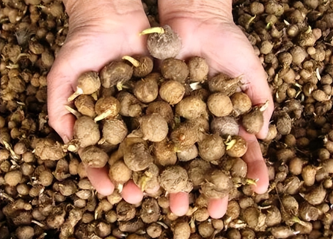 过去农村娃常挖来卖钱的6种植物，零花钱全靠它们，你认识几种