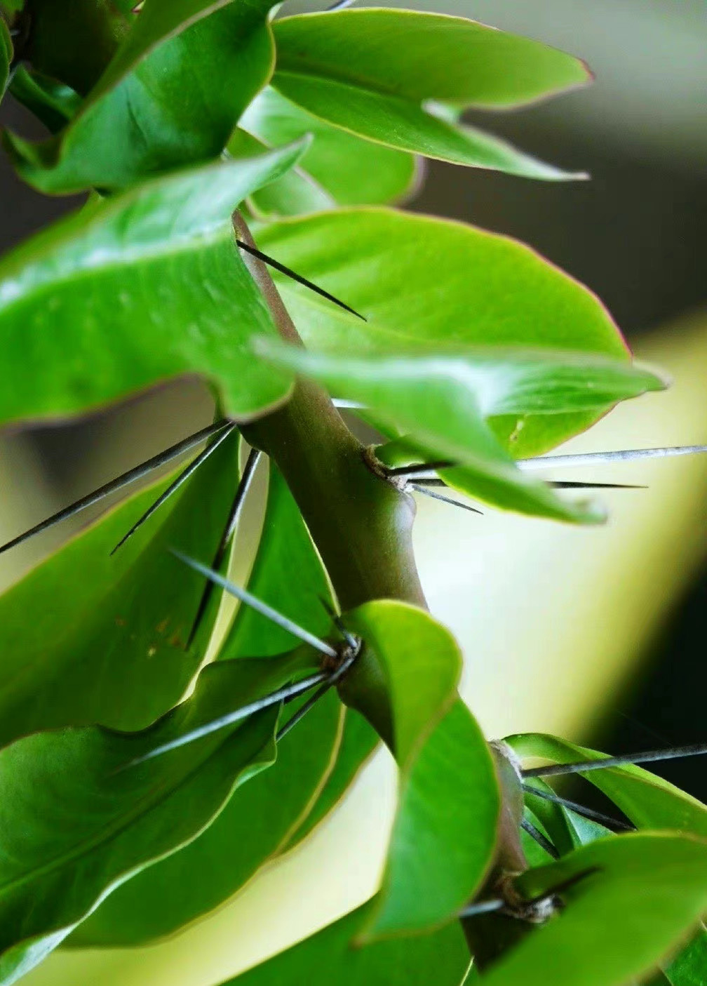 最美最惊艳的仙人掌花,仙人掌奇花图片大全