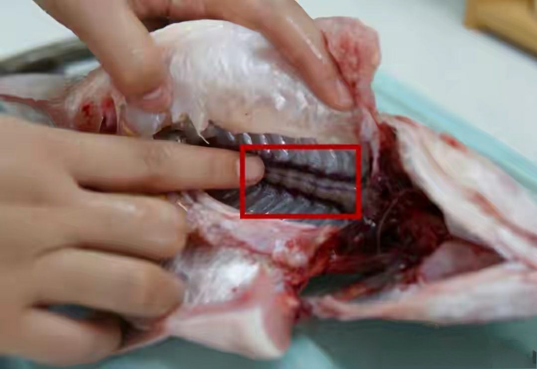 同样是鱼肉，“肚子大”和“肚子小”区别挺大，学会再买不吃亏