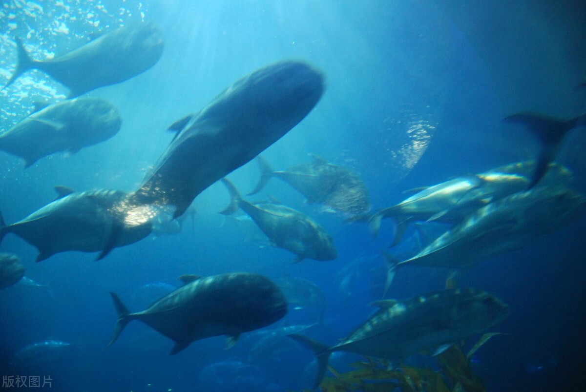 青岛56家免门票的a级旅游景区,青岛国有a级风景区