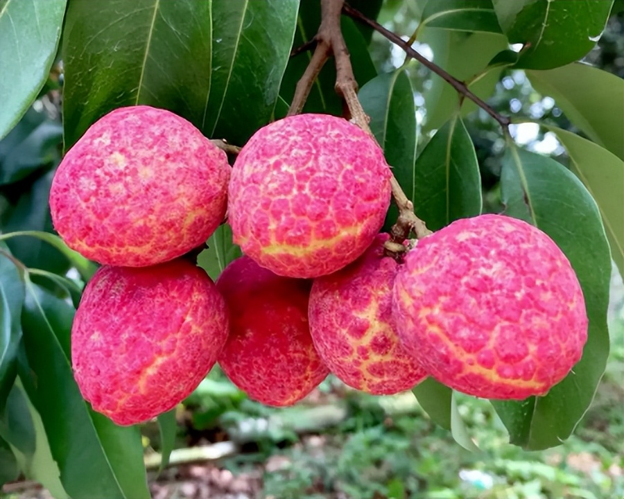 荔枝品种大全妃子笑,妃子笑荔枝哪个品种好吃