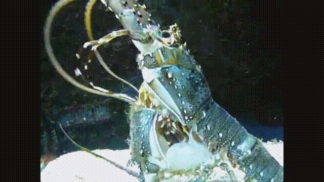 龙虾青龙和花龙区别,龙虾也是生物为什么我们要吃它