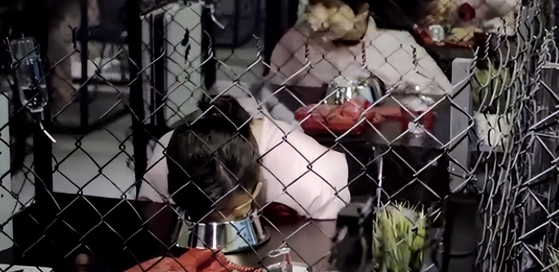 缅北训狗场上万女性被困其中,直击缅北训狗场是不是真实的