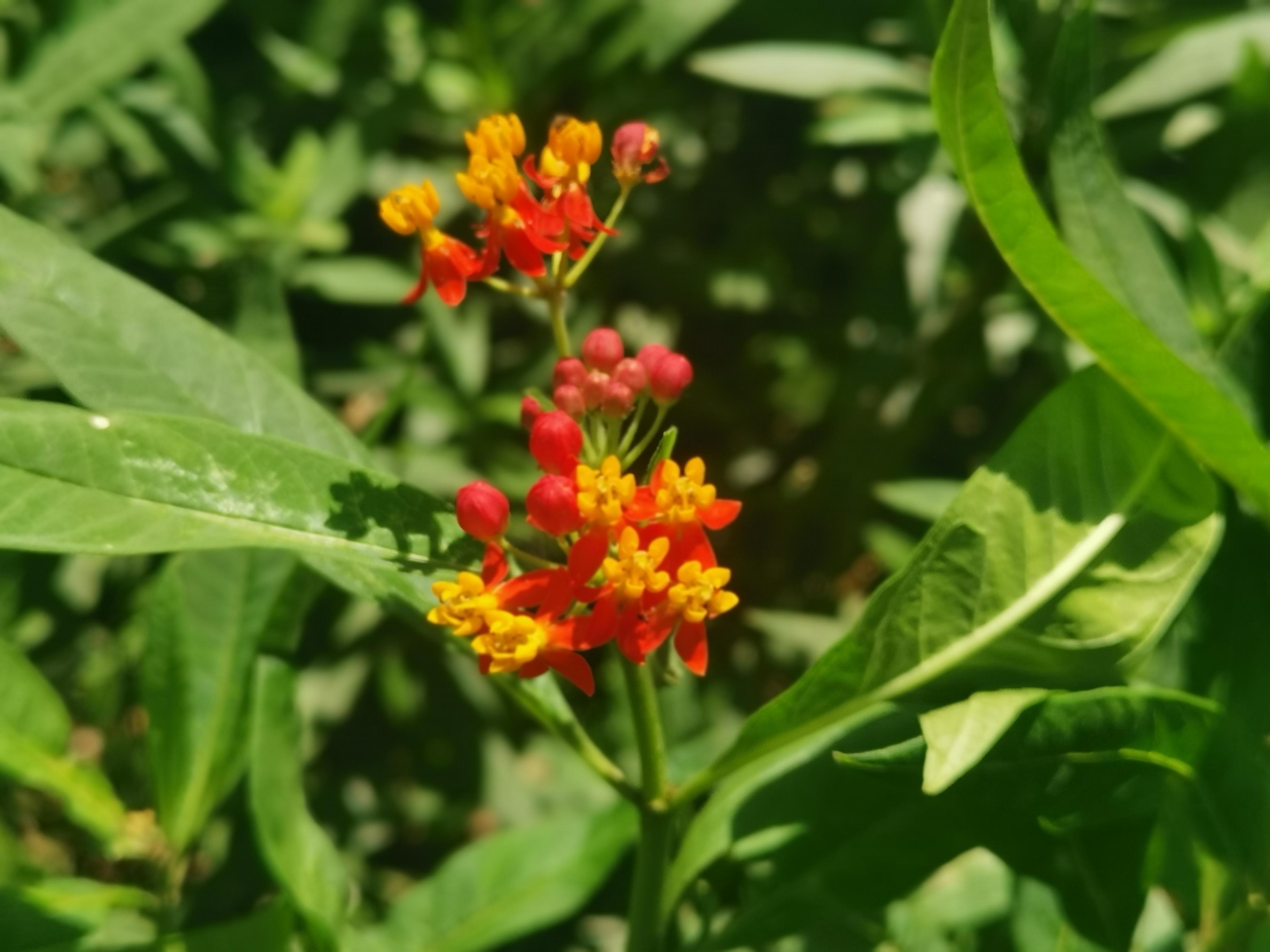 大夫山一日游自由行,大夫山一日游周记