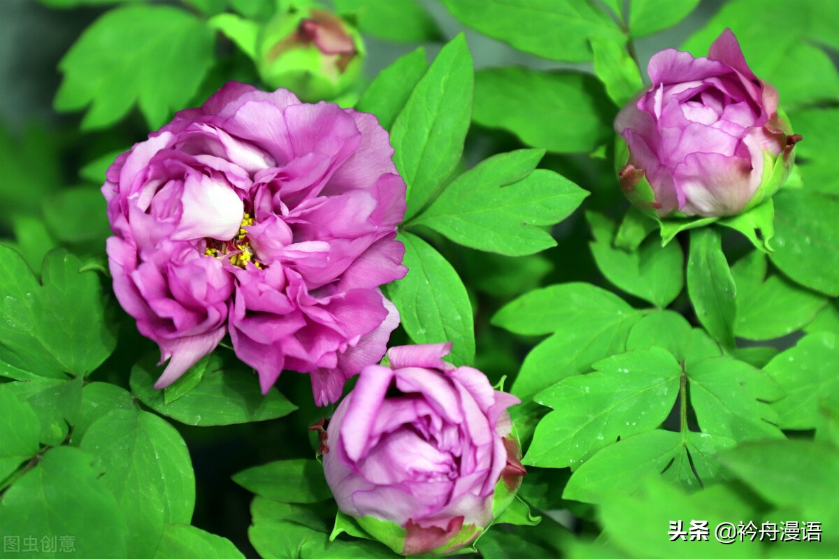 牡丹真国色花开时节动京城的意思,牡丹真国色花开时节动京城谁写的