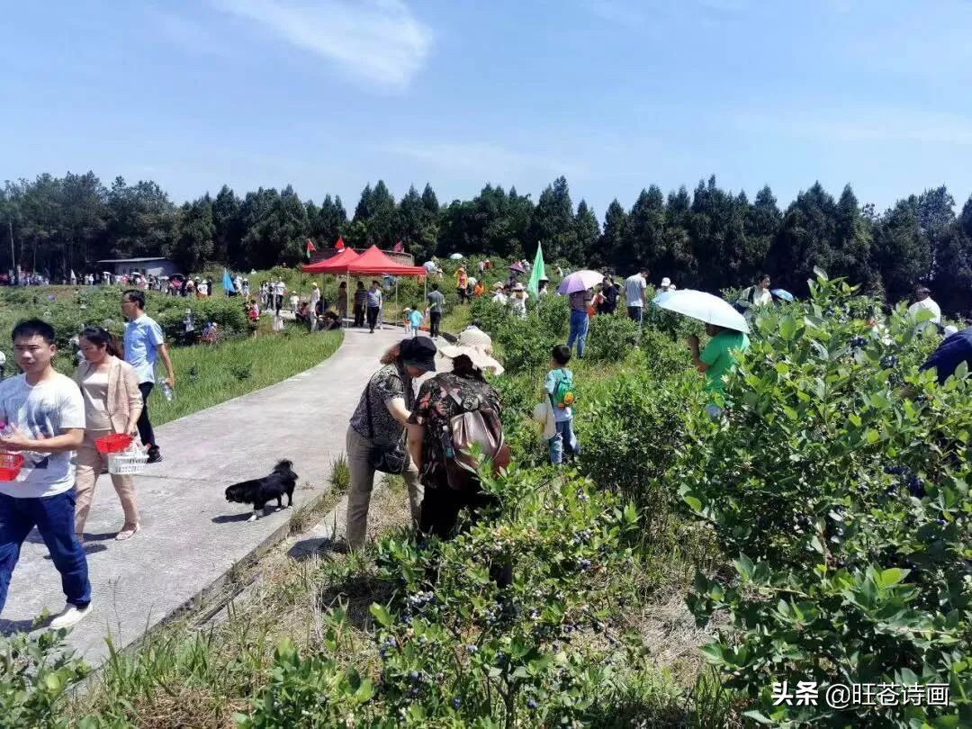 “蓝”不住的“莓”好！旺苍木门蓝莓基地明天开园（文中有福利）