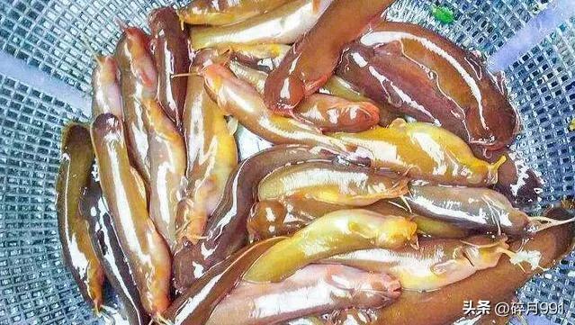 钓鱼人最喜欢吃哪一种淡水鱼,青鱼草鱼鲫鱼鲤鱼淡水鱼